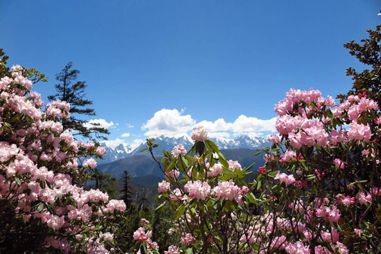 高山杜鹃