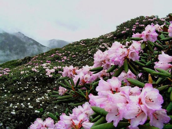 高山杜鹃