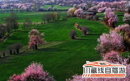 川藏线拼车旅游