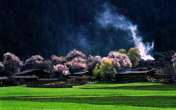 川藏线旅游租车邂逅最美桃花林