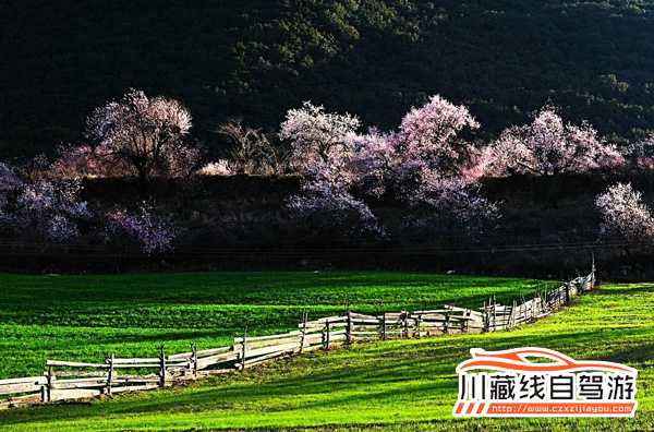 川藏线旅游租车